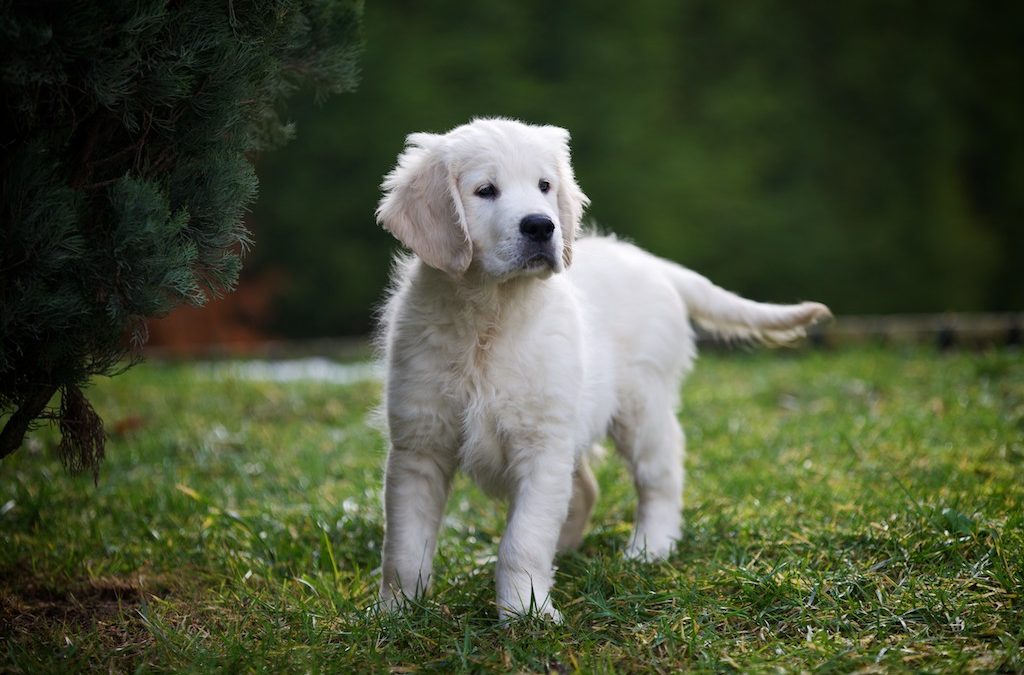 Cuccioli Golden Retriever disponibili