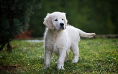 Cuccioli Golden Retriever disponibili