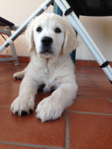 cuccioli golden retriever